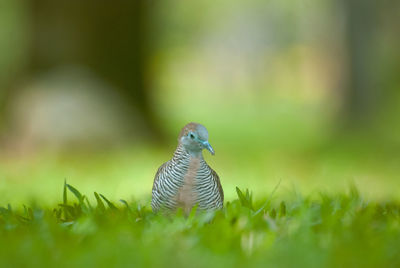 Close-up of bird on grass