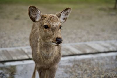 Close-up portrait of deer