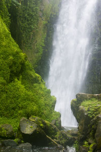Scenic view of waterfall in forest