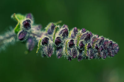 Close-up of purple flowering plant