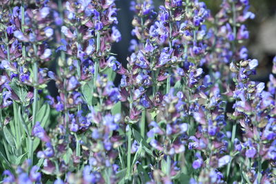 Close-up of purple flowering plants in park