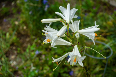 Close-up of white flowering plant in field