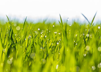 Close-up of wet grass on field