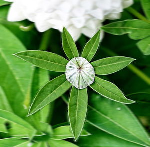 High angle view of green leaves on plant