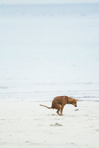 Dog defecating at beach