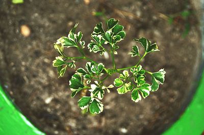 Close-up of leaves