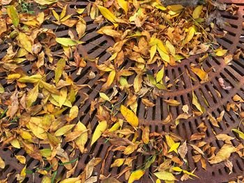 High angle view of fallen dry leaves on rusty metallic grate