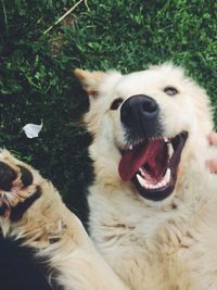 Close-up of dog relaxing on grass