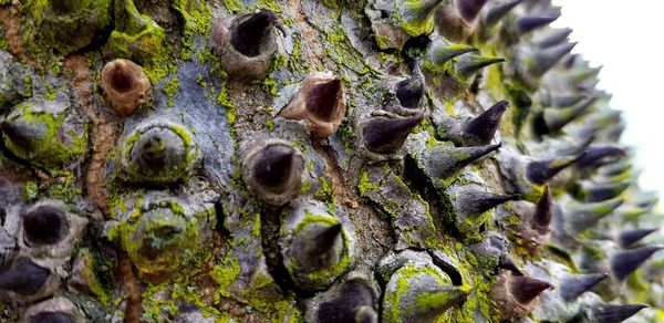 Full frame shot of plants