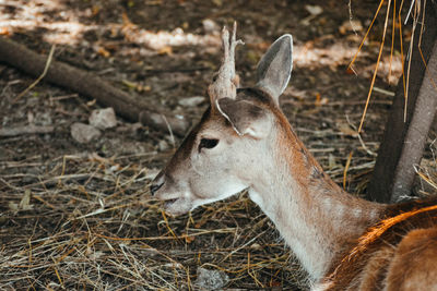 Close-up of deer on field