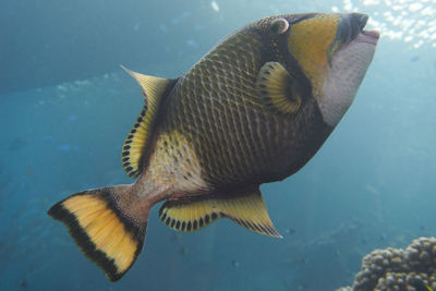 Close-up of fish swimming in sea