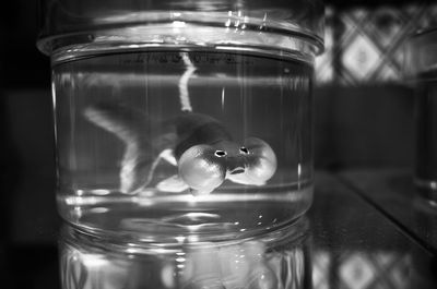 Close-up of jellyfish in jar