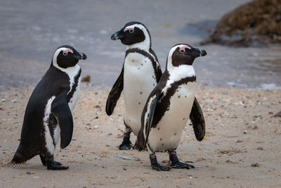 African penguins at seaforth beach colony in cape town, south africa