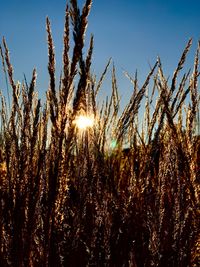 Close-up of wheat growing on field against sky