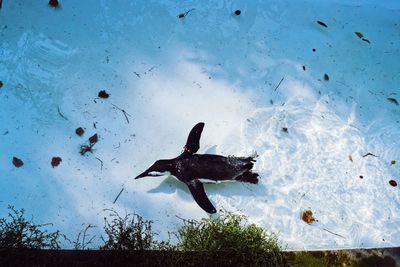 Fish swimming in sea