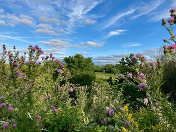 Close-up of flowering plants on field against sky