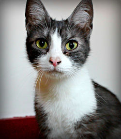 Close-up portrait of cat