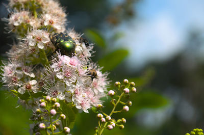 Close-up of bee pollinating on flower