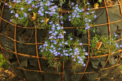 High angle view of purple flowering plants