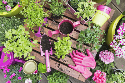 High angle view of potted plants