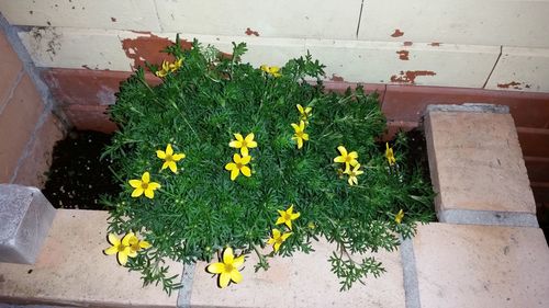 Close-up of yellow flowers