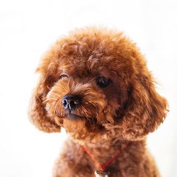 Portrait of dog over white background