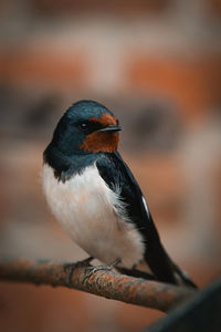 Close-up of bird perching on branch
