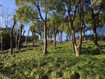 Trees in forest