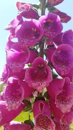 Close-up of fresh pink flowers