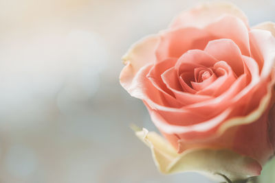 Close-up of rose flower