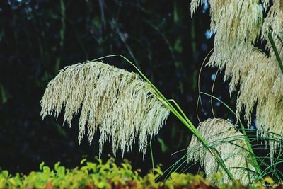 Close-up of plants against trees