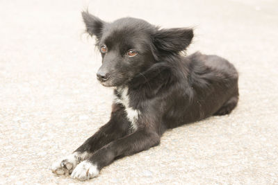 Black dog looking away