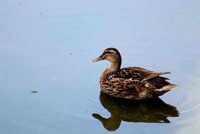 Mallard duck swimming in lake