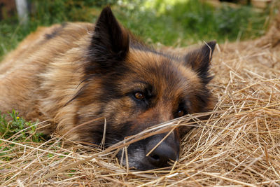 Close-up of a dog resting