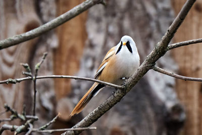 Close-up of bird perching on branch