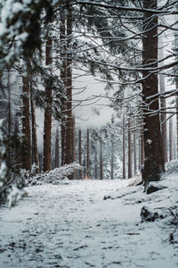 Snow covered trees in forest