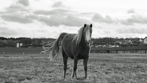 Horse on field against sky