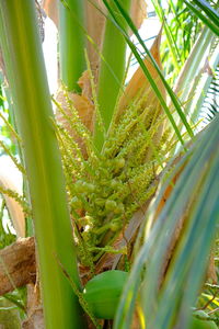 Close-up of succulent plant on field