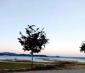 Tree on beach against clear sky