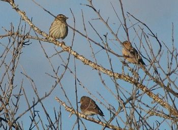 Low angle view of bird perching on tree