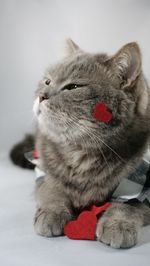 Cat on february 14 for valentine's day