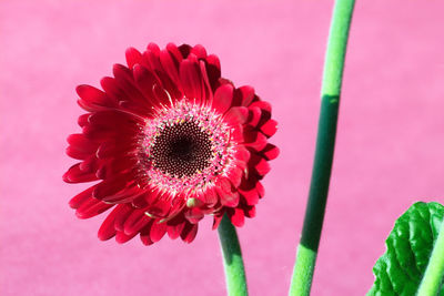 Close-up of pink flower