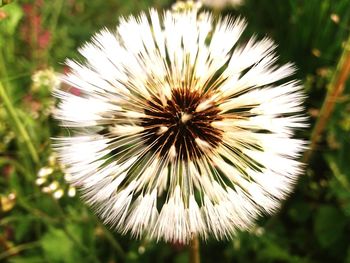 Close-up of flower
