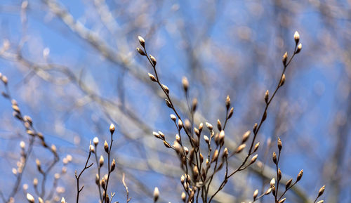 Low angle view of snow on plant