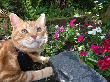 Close-up of a cat looking away