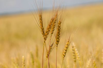 Close-up of wheat growing on field