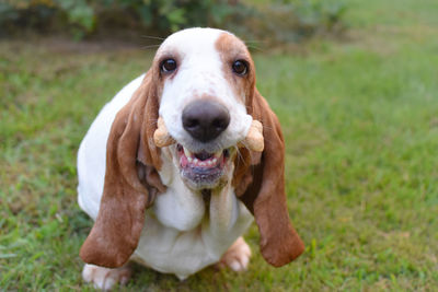 Close-up of dog