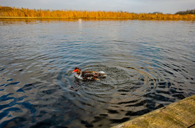 High angle view of duck swimming in lake