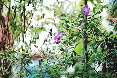 Close-up of purple flowers blooming outdoors