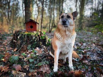 German shepherd dog sittin near a wooden birdhouse in the forest during autumn